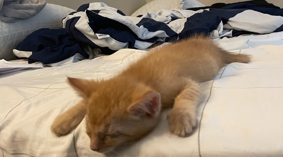 A picture of 2 month old Mango loafing around to break up all the text